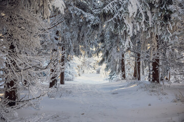 snow covered trees