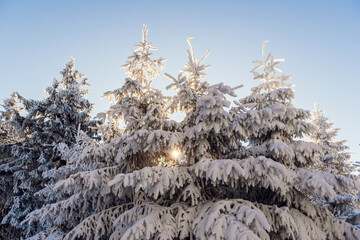 snow covered pine tree