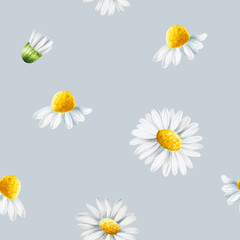 Watercolor seamless pattern with white daisy flowers illustration isolated on white background. Chamomile. Detail of beauty products and botany set, cosmetology and medicine. For designers, s