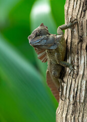 Common basilisk in a forest in Costa Rica