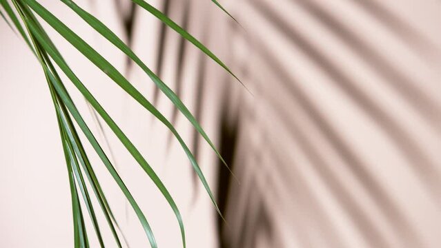 Palm Leaves Motion by Natural Wind Isolated on Beige Background. Super Slow Motion Filmed on High Speed Cinema Camera at 1000 fps.