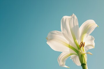 A white flower with a blue sky in the background. Perfect for nature and floral themes