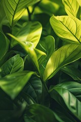 A close-up view of a plant with vibrant green leaves. Perfect for botanical or nature-themed projects