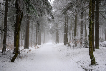 forest in winter