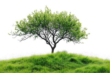 Fototapeta premium A single tree stands tall on a vibrant green hill. Perfect for nature-themed projects or landscapes.