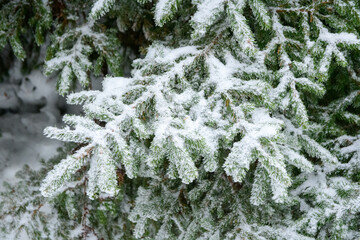 snow covered fir tree