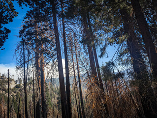 Kings Canyon National Park California