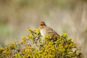 desert birds resting on brush 