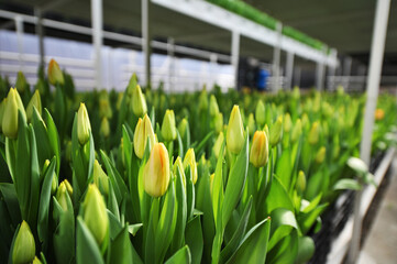 lot of green and yellow delicate beautiful unopened tulips in a greenhouse against the background of greenhouse equipment