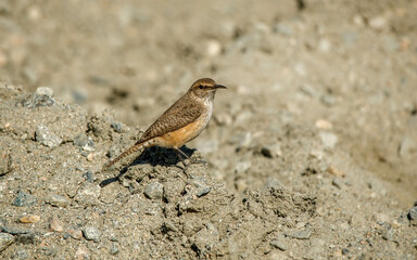 desert birds resting on brush 