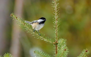 close up black capped chickadee on pine
