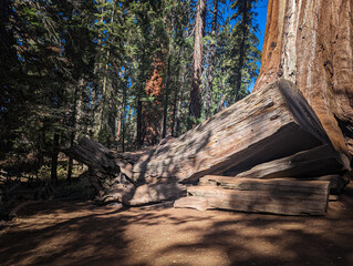 Sequoia National Park California Trees