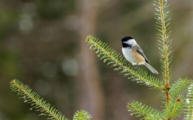 close up black capped chickadee on pine