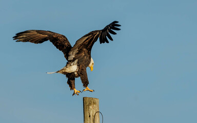 adult bald eagle landing on pole