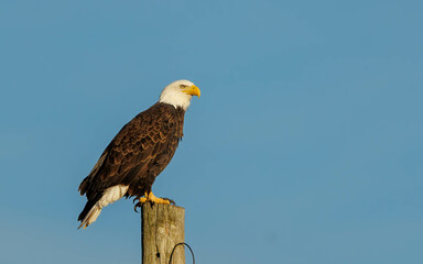 adult bald eagle landing on pole