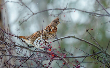 rough tailed grouse eating berries in tree