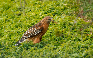 red shoulder hawk hunting insects 