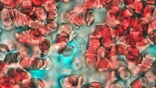 Human Red Blood Cells with White Blood Cell in the Center under the microscope at 1000x magnification 