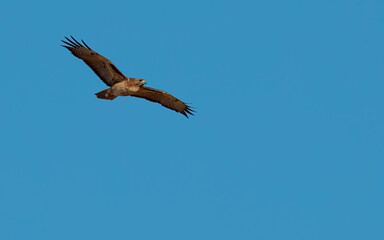 Obraz premium red tailed hawk soaring in blue sky