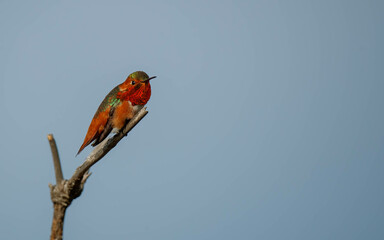 Rufus hummingbird perch on tree branch 