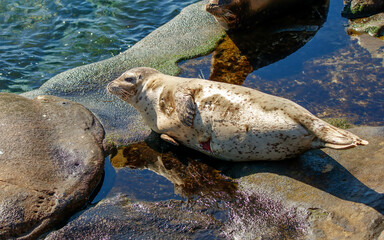 Harbor seals sea lions playing in ocean 
