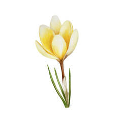 Watercolor yellow blooming crocus flower isolated on white background. Spring and easter botanical hand painted saffron illustration. For designers, wedding, decoration, postcards, wrapp