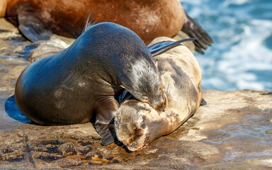 Harbor seals sea lions playing in ocean 