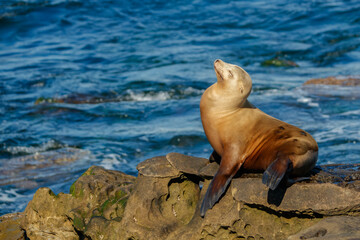 Fototapeta premium Harbor seals sea lions playing in ocean 