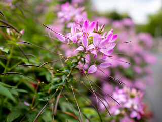selective focus of pink spiny spiderflower (Cleome spinosa ) flowers with blurred background