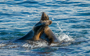 Harbor seals sea lions playing in ocean 