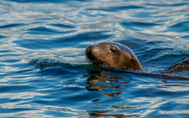 Obraz premium Harbor seals sea lions playing in ocean 