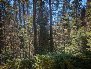 Kings Canyon National Park California