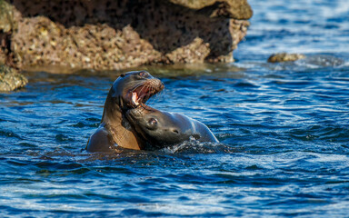 Harbor seals sea lions playing in ocean 