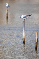 Seagulls perched on wooden poles in water.