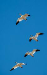 Flock of snow geese migrating 