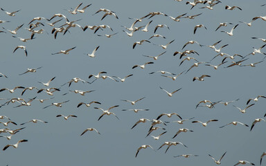 Flock of snow geese migrating 