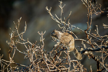 Ground squirrel resting in tree branches 
