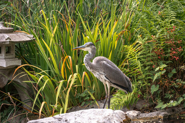 le héron cendré a l'affût