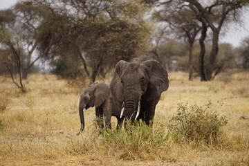 african wildlife, elephants