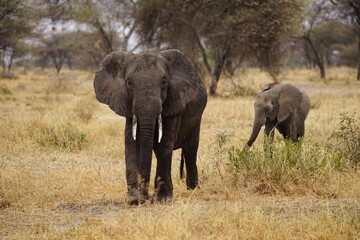 african wildlife, elephants