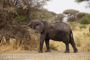 african wildlife, elephants