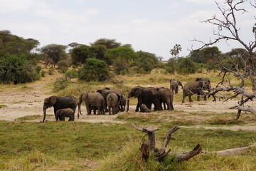 Obraz premium african wildlife, elephants