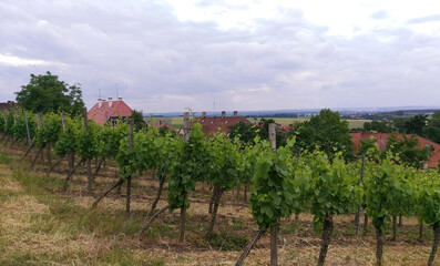 Fototapeta na wymiar On a vineyard, growing rows of grape bushes in perspective. The roofs of private houses can be seen behind it