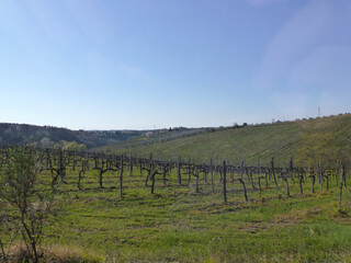 Fototapeta na wymiar On a vineyard, reaching rows of grape bushes in perspective to the horizon