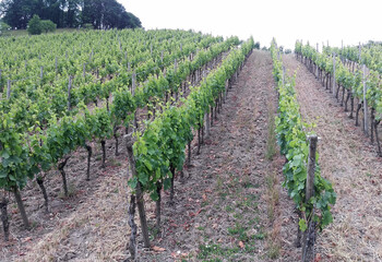 Fototapeta na wymiar On a vineyard, reaching rows of grape bushes in perspective to the horizon