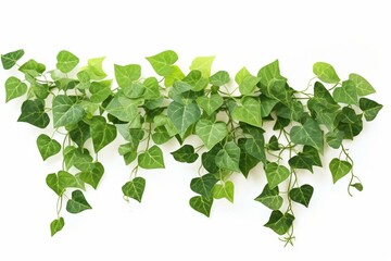 Green ivy plant on white background. Generative AI