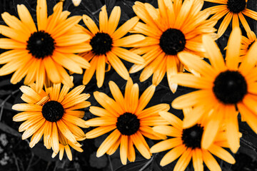 Obraz premium Yellow flowers