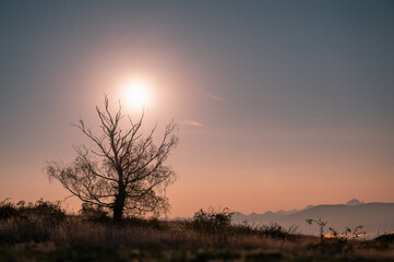 Arbre &eacute;clair&eacute; par la lune
