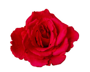 Red Rose isolated on white background. Beautiful Ruby Rose blossom with clipping mask.