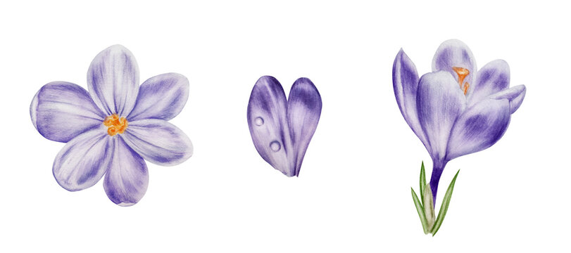 Watercolor set with purple blooming crocus flower isolated on white background. Spring and easter botanical hand painted saffron illustration. For designers, wedding, decoration, postcards, wra